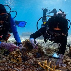 Pertamina EP Rehabilitasi Terumbu Karang Pulau Soop dan Misol