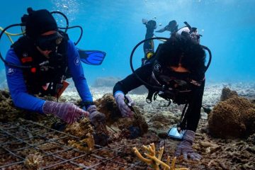 Pertamina EP Rehabilitasi Terumbu Karang Pulau Soop dan Misol