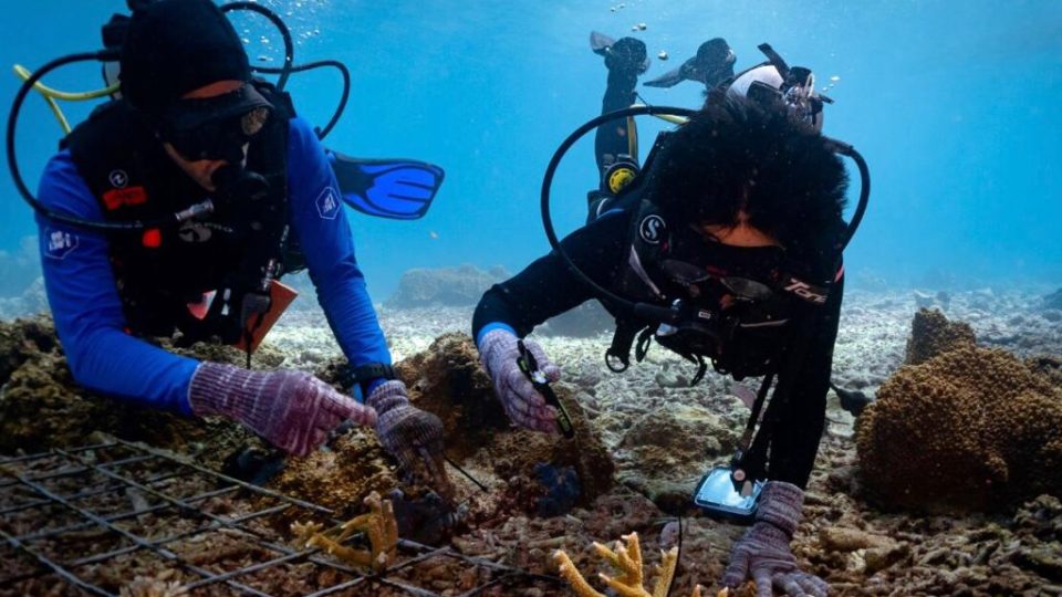 Pertamina EP Rehabilitasi Terumbu Karang Pulau Soop dan Misol