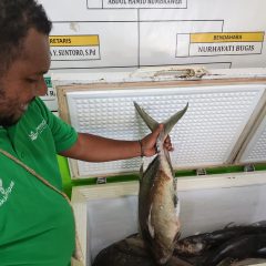 SKK Migas – Petrogas (Basin) Ltd Tingkatkan Perekonomian Masyarakat Arar 