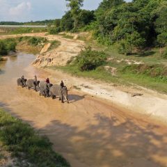 Ini Cara Pertamina Bantu Jaga Populasi Gajah Sumatera