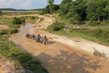 Ini Cara Pertamina Bantu Jaga Populasi Gajah Sumatera