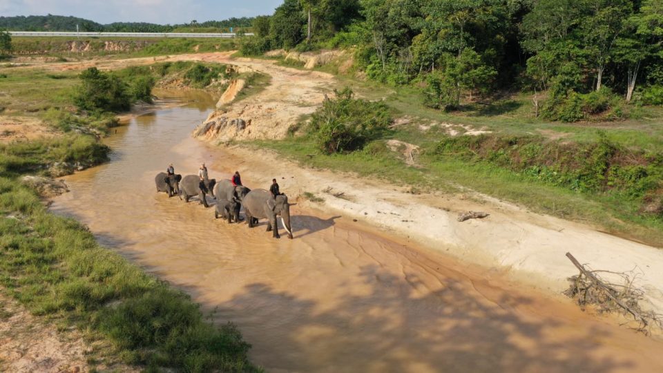 Ini Cara Pertamina Bantu Jaga Populasi Gajah Sumatera