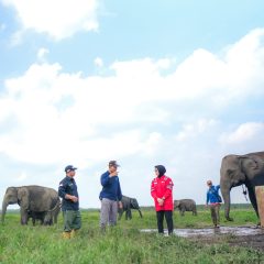 Ini Cara PLN Indonesia Power Ikut Lestarikan Gajah Sumatra