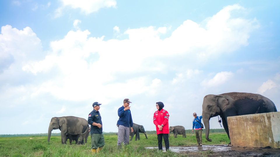 Ini Cara PLN Indonesia Power Ikut Lestarikan Gajah Sumatra