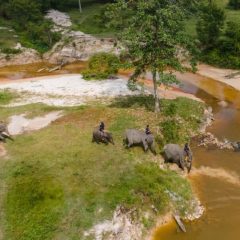 Kala Codet Si Gajah Sumatera Jatuh Cinta