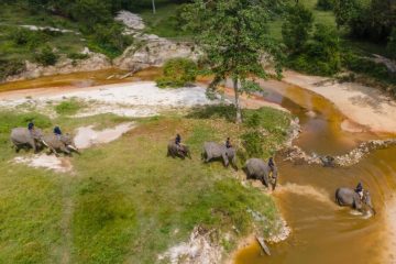 Kala Codet Si Gajah Sumatera Jatuh Cinta