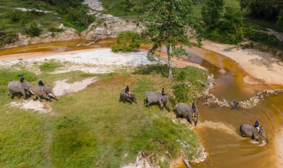 Kala Codet Si Gajah Sumatera Jatuh Cinta