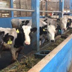 Tekan Emisi Karbon, Frisian Flag Indonesia bersama Jawa Power  Perkuat Program Biogas untuk Peternak Sapi Perah Lokal