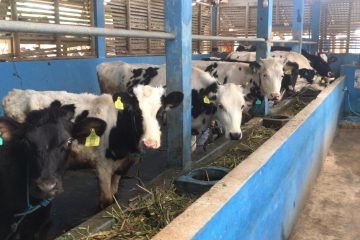 Tekan Emisi Karbon, Frisian Flag Indonesia bersama Jawa Power  Perkuat Program Biogas untuk Peternak Sapi Perah Lokal