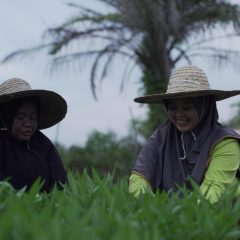 KPI Dorong Sinergi Pertanian Holtikultura dan Pengelolaan Lahan Gambut