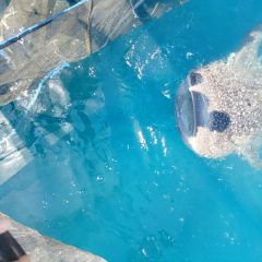 PIS Turun Tangan, Jumlah Hiu Paus Teluk Cendrawasih Terdeteksi Jadi 203 Ekor