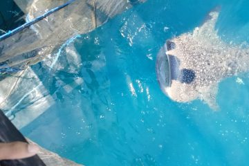 PIS Turun Tangan, Jumlah Hiu Paus Teluk Cendrawasih Terdeteksi Jadi 203 Ekor