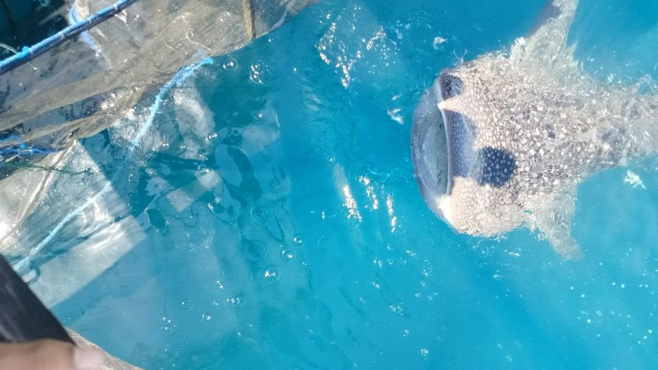 PIS Turun Tangan, Jumlah Hiu Paus Teluk Cendrawasih Terdeteksi Jadi 203 Ekor