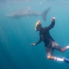 Memupuk Persahabatan Abadi dengan Raksasa Berhati Lembut Teluk Cendrawasih