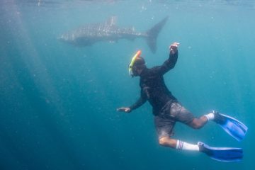 Memupuk Persahabatan Abadi dengan Raksasa Berhati Lembut Teluk Cendrawasih