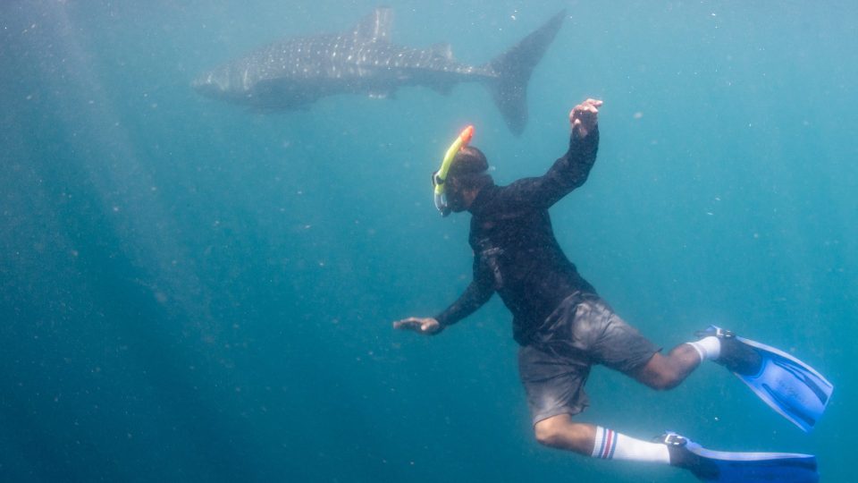 Memupuk Persahabatan Abadi dengan Raksasa Berhati Lembut Teluk Cendrawasih