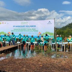 Agincourt Telah Pendam 90 Ribu Mangrove di Lahan 29 Hektare