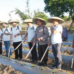 Kolaborasi PGE dan FT UGM Ciptakan Terobosan Pupuk dan Booster Cair Geothermal Katrili