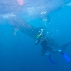 Teknologi Tagging Elnusa Dukung Pelestarian Hiu Paus di Papua Tengah