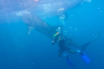 Teknologi Tagging Elnusa Dukung Pelestarian Hiu Paus di Papua Tengah