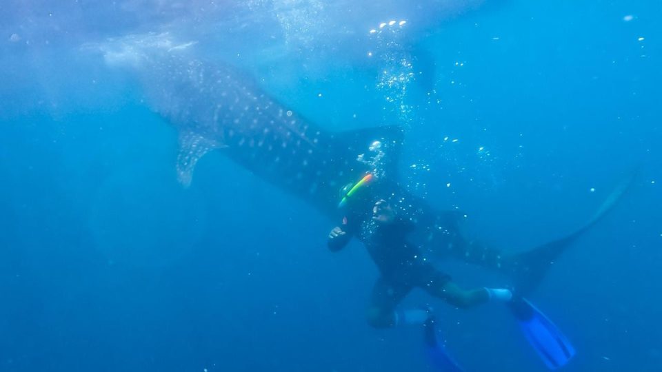 Teknologi Tagging Elnusa Dukung Pelestarian Hiu Paus di Papua Tengah
