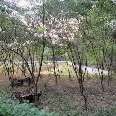 Dua Desa di Gunung Kidul Bakal Pasok Biomassa ke PLTU Pacitan 