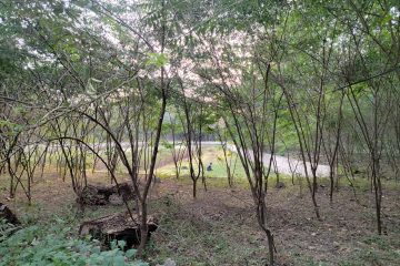 Dua Desa di Gunung Kidul Bakal Pasok Biomassa ke PLTU Pacitan 