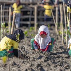 AMMAN Tanam Ribuan Bibit Mangrove di Sumbawa Barat