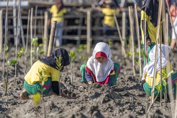 AMMAN Tanam Ribuan Bibit Mangrove di Sumbawa Barat