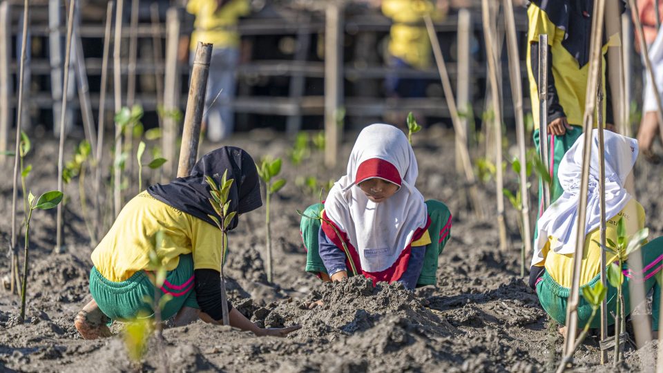 AMMAN Tanam Ribuan Bibit Mangrove di Sumbawa Barat