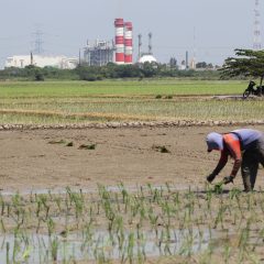 Petani Menanam Padi di Sekitar PLTGU Jawa 1