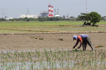 Petani Menanam Padi di Sekitar PLTGU Jawa 1