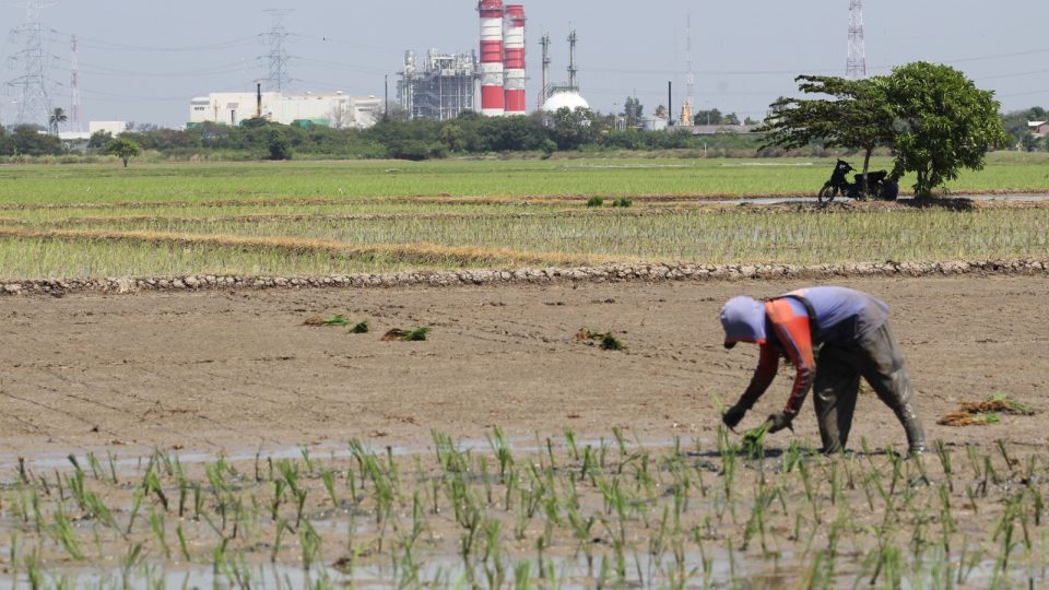 Petani Menanam Padi di Sekitar PLTGU Jawa 1
