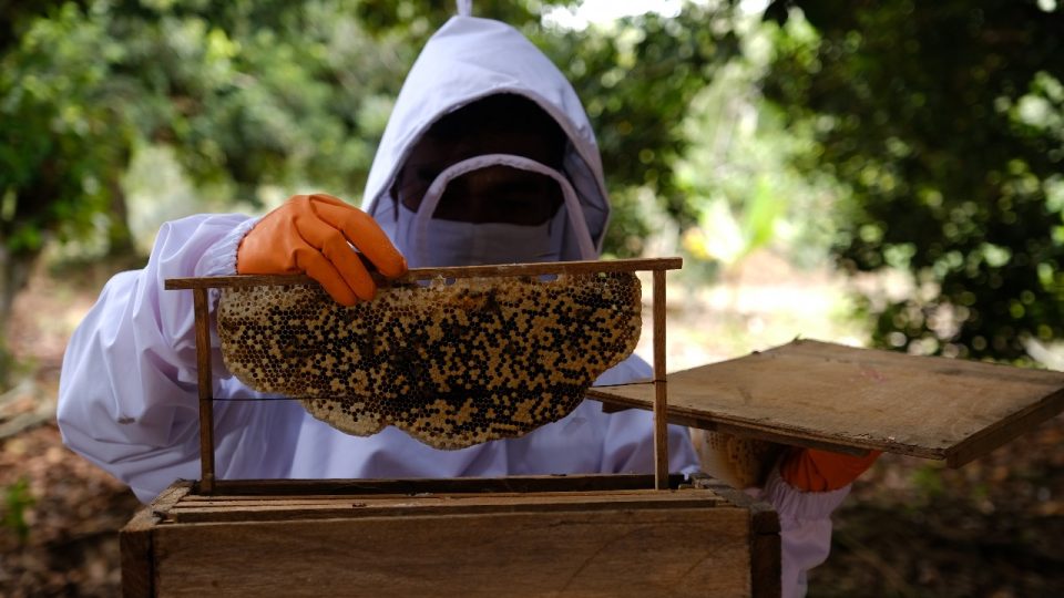 Lebah Madu Hutan Gambut Bengkalis Hasilkan Efek Berganda Ekonomi dan Lingkungan