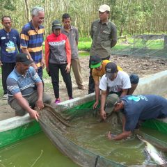 Ikan Belida Sungai Musi Berenang Bebas, Ekonomi Makin Menggeliat