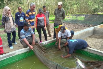 Ikan Belida Sungai Musi Berenang Bebas, Ekonomi Makin Menggeliat