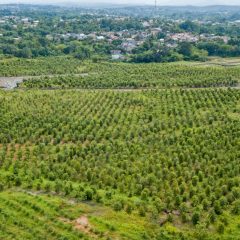 Ini Upaya Grup MIND ID Jaga Biodiversity di Wilayah Tambang
