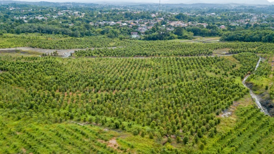 Ini Upaya Grup MIND ID Jaga Biodiversity di Wilayah Tambang