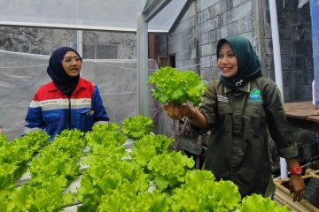 Kilang Balikpapan Gunakan Rain Water Harvesting untuk Hidroponik