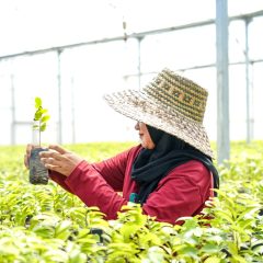 Pemerintah Gandeng Adaro Hijaukan Indonesia Melalui Persemaian Liang Anggang