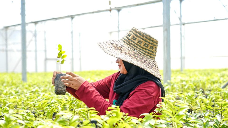 Pemerintah Gandeng Adaro Hijaukan Indonesia Melalui Persemaian Liang Anggang