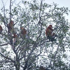 Kolaborasi dengan Pokdarwis Sungai Hitam Lestari, Pertamina EP Sangasanga Lestarikan Habitat Bekantan