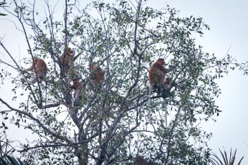 Kolaborasi dengan Pokdarwis Sungai Hitam Lestari, Pertamina EP Sangasanga Lestarikan Habitat Bekantan