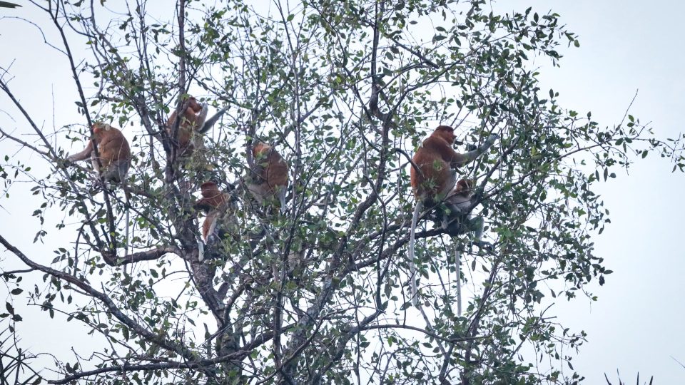 Kolaborasi dengan Pokdarwis Sungai Hitam Lestari, Pertamina EP Sangasanga Lestarikan Habitat Bekantan