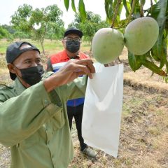 Tekan Efek Negatif Perubahan Iklim, Kilang Balongan Inisiasi Taman Kehati dan Mangoes Center