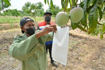 Tekan Efek Negatif Perubahan Iklim, Kilang Balongan Inisiasi Taman Kehati dan Mangoes Center