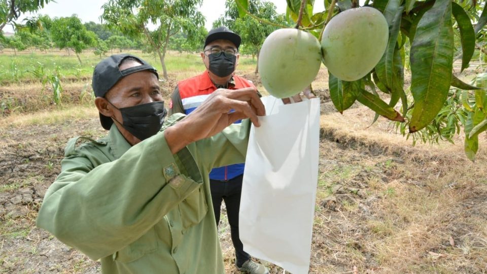 Tekan Efek Negatif Perubahan Iklim, Kilang Balongan Inisiasi Taman Kehati dan Mangoes Center