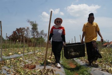 Program Eco-Edufarming PHE WMO Bangun Kemandirian Pesisir Bangkalan