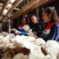 PHKT Dukung Kemandirian Pangan Lewat Pemanfaatan Serbuk Kayu untuk Jamur di Serambi Nusantara